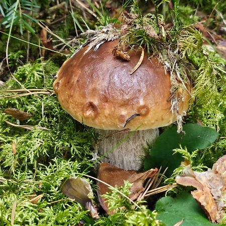 La Bourzede Lejlighed Langeac Eksteriør billede