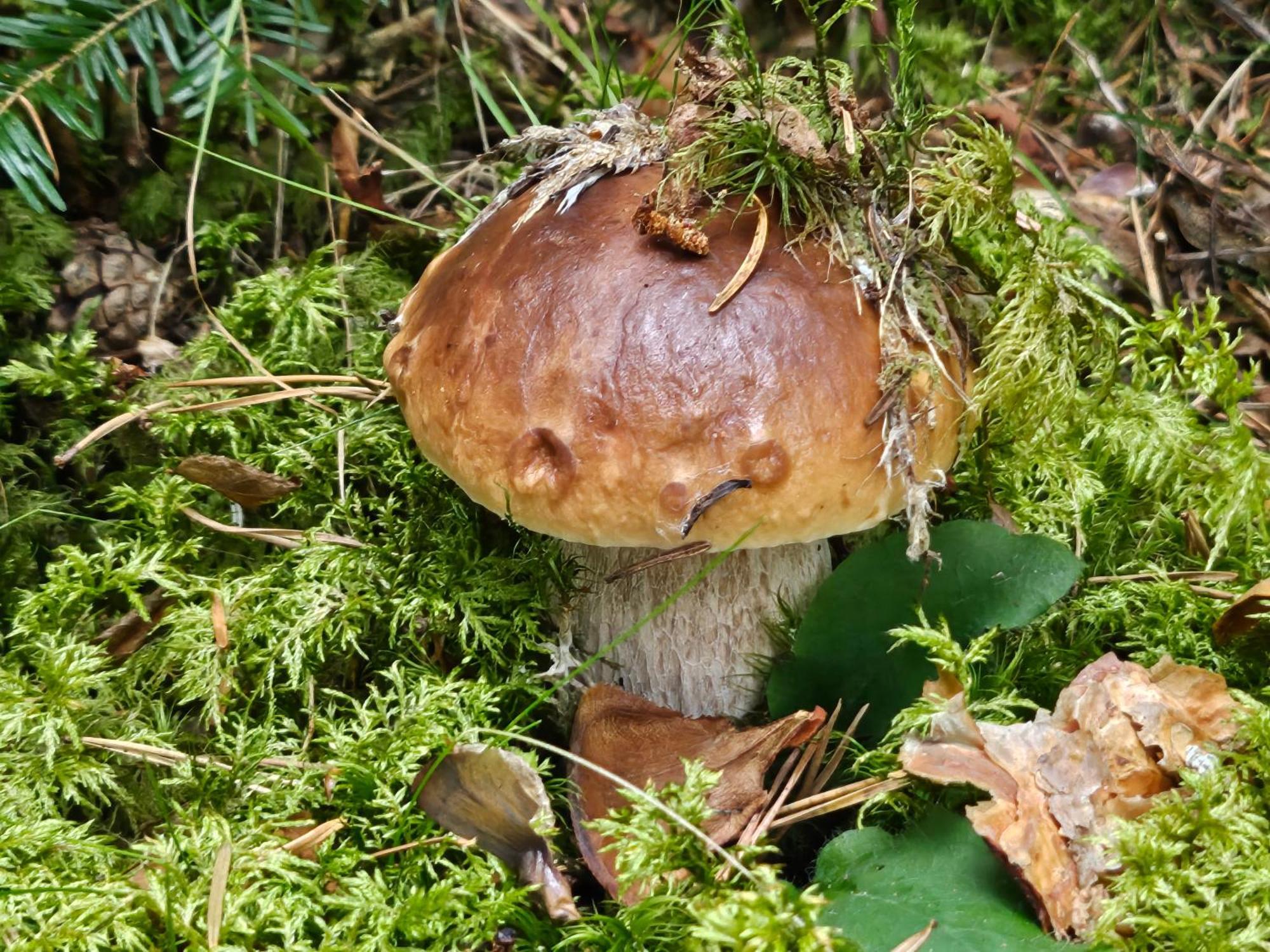 La Bourzede Lejlighed Langeac Eksteriør billede